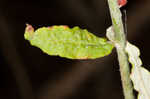 Heartsepal buckwheat